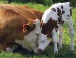 Loving Mother Cow and Calf » A Cute A Day