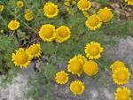 File:<b>Anthemis</b> tinctoria.JPG