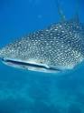 WHALE SHARK | Maldives Marine Life