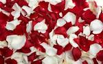 Rose Petals - yorkshire_rose Wallpaper (26278359) - Fanpop fanclubs