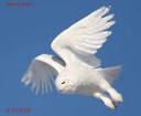 SNOWY OWL | SNOWY OWL pictures | Owls of North America | CCNAB