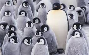 emporor penguins
