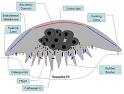 <b>Osteoclast</b> - Wikipedia, the free encyclopedia