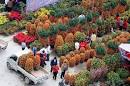 Pick a Kumquat tree for luck! - Lifestyle News - SINA English