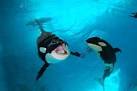 SeaWorld Texas - Orca Info