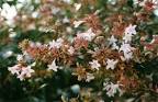 Flowers: blossom-