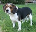 Beagle Information and Pictures, Beagles