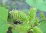 <b>Xanthium</b> strumarium L.