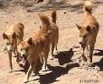 dingoes Pack of dingoes