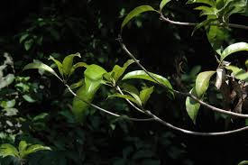 Image result for Synsepalum congolense