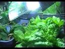 guide for hydroponics farming
