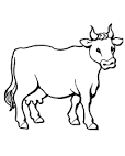 Coloriage vaches : Des coloriages d'animaux et de vaches !