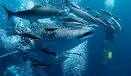 Belize: Whale Sharks