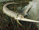 Gator-guzzling python comes to messy end - Technology & science ...