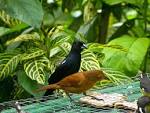File:Tachyphonus rufus -Asa Wright Nature Centre, Northern Range ...