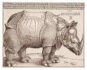 ALBRECHT DURER - Animal drawings and watercolours