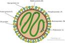 ViralZone: <b>Pneumovirus</b>