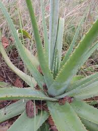 Image result for Aloe christianii