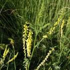 <b>Melilotus</b> officinalis image
