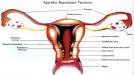 Os ovários, as <b>tubas uterinas</b>