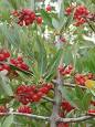 <b>Elaeagnaceae</b>