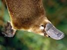 PLATYPUSes, PLATYPUS Pictures, PLATYPUS Facts - National Geographic