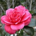 Alabama State Flower: <b>Camellia</b>