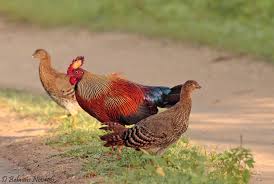 Ayam Hutan Srilanka Jantan dan Betina