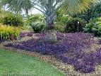 Floridata: <b>Tradescantia</b>