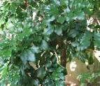 <b>Meliaceae</b> Aglaia odorata