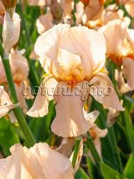 Image result for Iris sulphurea
