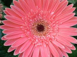 pink flowers Images?q=tbn:ANd9GcSBfO8v_SzqBttIu77owxDBG3YjaROiRUUeyBFlKrNHHklEi3-Bvg