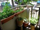 Balcony Garden Ideas | Garden Ideas Picture