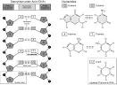 MLA CE Course Manual: Molecular Biology Information Resources