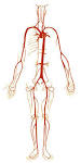 Best <b>coronary arteriosclerosis</b>