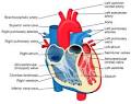 Main article: Human <b>heart</b>