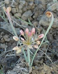 Image result for Allium scilloides