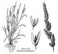 <b>Phalaris</b> arundinacea lineart