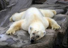 Das lebende Bärenfell! - Bild \u0026amp; Foto von Uwe Mewes aus Raubtiere ...