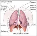 Lo que usted necesita saber sobre™ el cáncer de <b>pulmón</b> - National