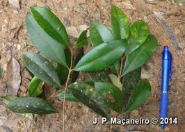 Image result for Myrceugenia miersiana