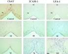 ScienceDirect.com - Brain Research - Sequential upregulation of