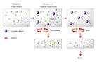 <b>immunoprecipitation</b> (IP)