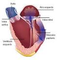 <b>ventricular esquerda</b> e