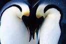 Did u know that when Penguins find their mate