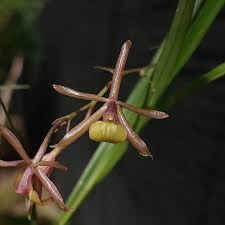Image result for "Epidendrum chloe"