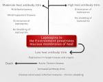leptospirosis1 <b>Leptospirosis</b>