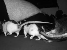 Rattenwanderung - Bild \u0026amp; Foto von Lena Hornung aus Tiere ...