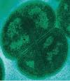 Deinococcus radiodurans - CreationWiki, the encyclopedia of ...
