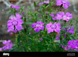 Image result for "Dianthus oschtenicus"
